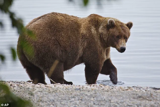 Fat Bear Week: A Life-or-Death Race for Alaska’s Hibernating Giants