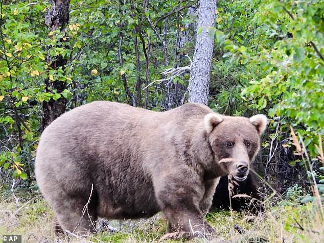 Fat Bear Week: A Life-or-Death Race for Alaska’s Hibernating Giants