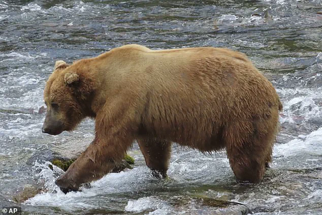 Fat Bear Week: A Life-or-Death Race for Alaska’s Hibernating Giants
