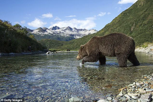 Fat Bear Week: A Life-or-Death Race for Alaska’s Hibernating Giants