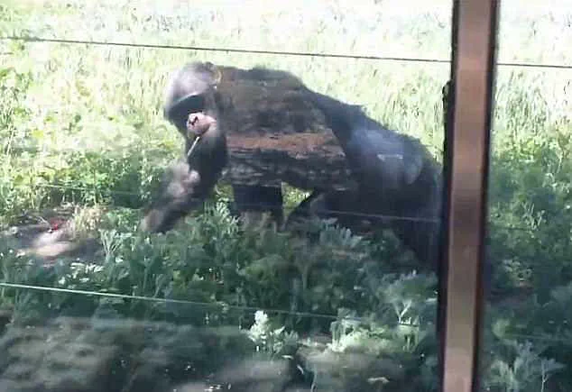 Chimpanzee at Chinese Wildlife Park Sparks Outrage Over Cigarette Incident