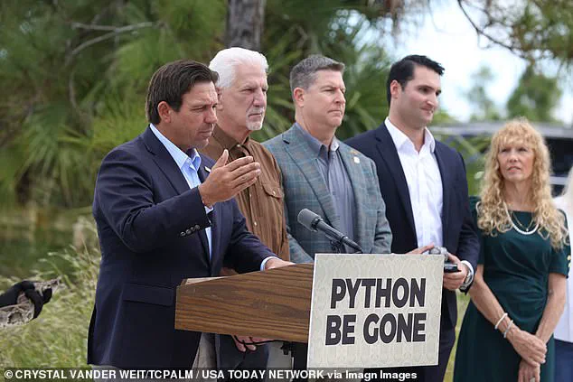 Florida Governor DeSantis' Unconventional Python Control Plan: Partnering with Fashion Industry to Protect Everglades Ecosystem