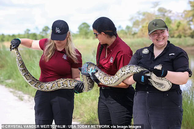 Florida Governor DeSantis' Unconventional Python Control Plan: Partnering with Fashion Industry to Protect Everglades Ecosystem