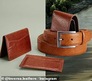 Florida Governor DeSantis' Unconventional Python Control Plan: Partnering with Fashion Industry to Protect Everglades Ecosystem