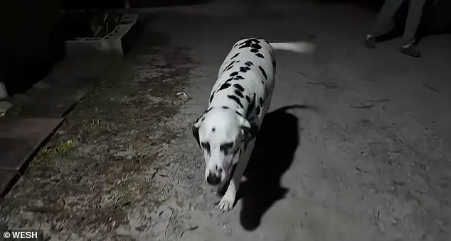 Coffee Cup Altercation in Florida Town Sparks High-Stakes Immigration Legal Drama, Raising Concerns Over Community Relations