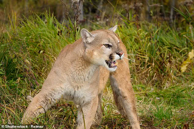 Mountain Lion Attack in Colorado Leads to Discovery of Woman’s Body, Authorities Investigate