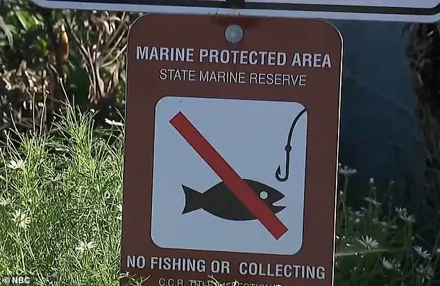 Tourists Harm Fragile Marine Life During La Jolla King Tides