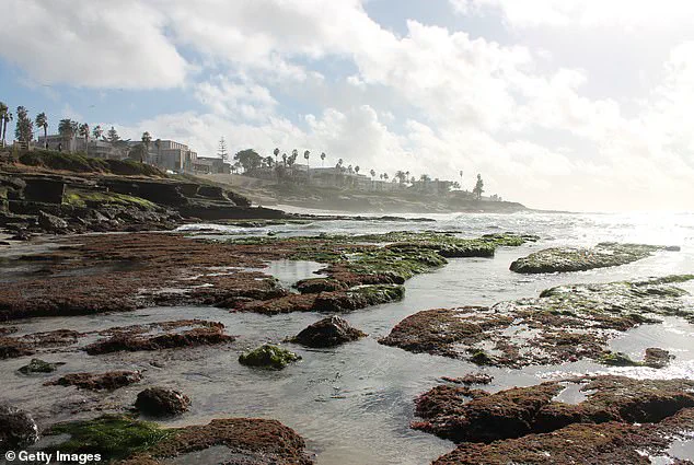 Tourists Harm Fragile Marine Life During La Jolla King Tides