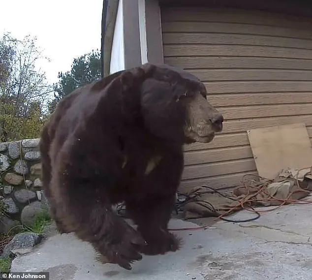 550-Pound Black Bear Evicted After Month-Long Ordeal in California Homeowner’s Crawl Space