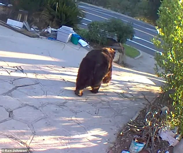 550-Pound Black Bear Evicted After Month-Long Ordeal in California Homeowner’s Crawl Space