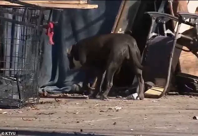 City Officials Issue Health Alert Over Rare Tropical Disease Outbreak in Homeless Encampments, Triggering Public Health Emergency in Berkeley