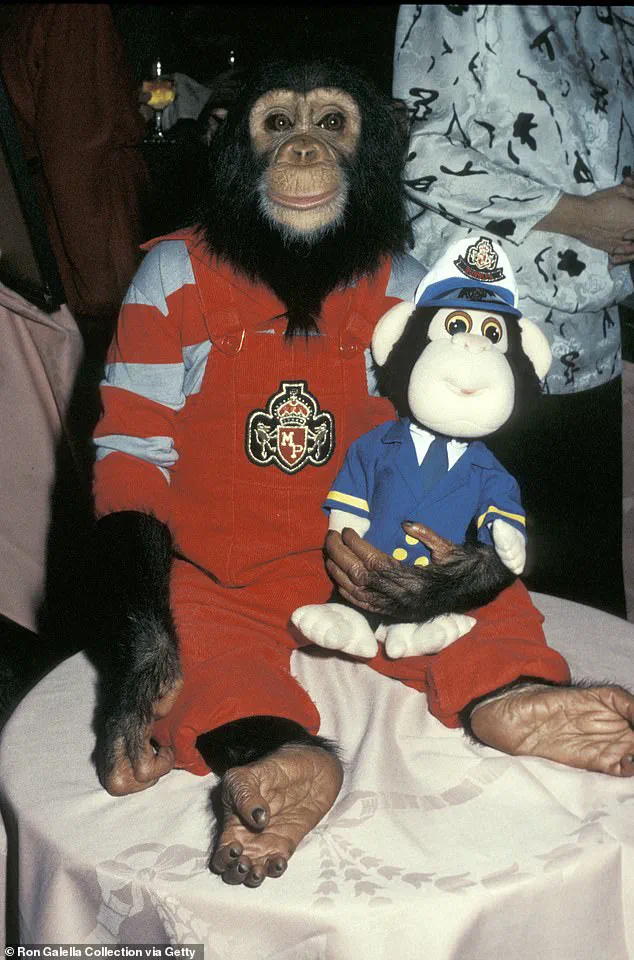 Behind Closed Doors: The Hidden Retirement of Michael Jackson's Former Sidekick, Bubbles the Chimpanzee