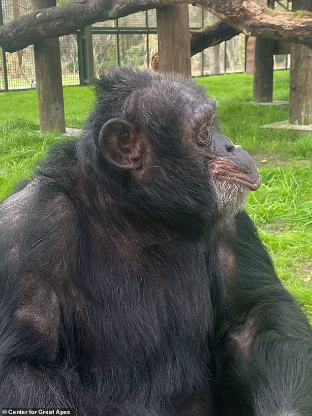 Behind Closed Doors: The Hidden Retirement of Michael Jackson's Former Sidekick, Bubbles the Chimpanzee