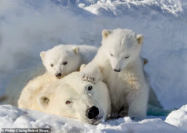 Heartwarming Scene: Polar Bear Cubs and Mother in Arctic Churchill Captured by Photographer Phillip Chang