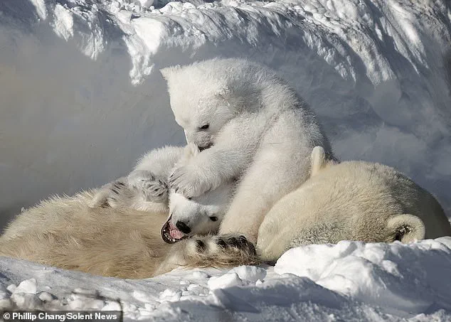 Heartwarming Scene: Polar Bear Cubs and Mother in Arctic Churchill Captured by Photographer Phillip Chang