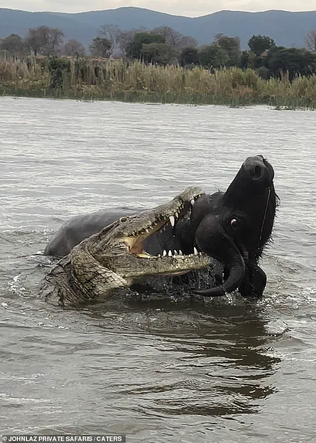 A Safari Guide's Dramatic Encounter: Buffalo Escapes Crocodile in Zambia's Lower Zambezi
