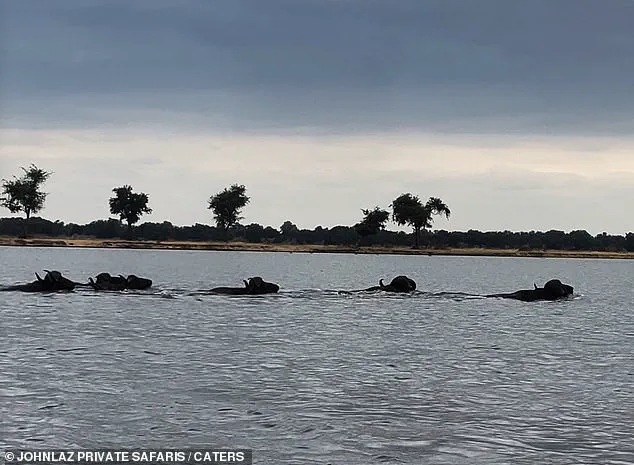 A Safari Guide's Dramatic Encounter: Buffalo Escapes Crocodile in Zambia's Lower Zambezi