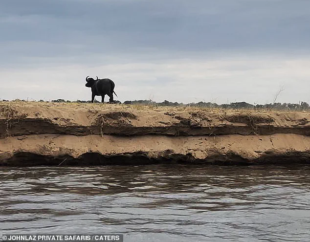 A Safari Guide's Dramatic Encounter: Buffalo Escapes Crocodile in Zambia's Lower Zambezi