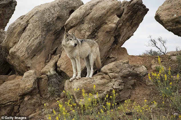 Secret Lethal Action Sparks Outcry as Utah State Department Removes Protected Gray Wolves Without Public Disclosure