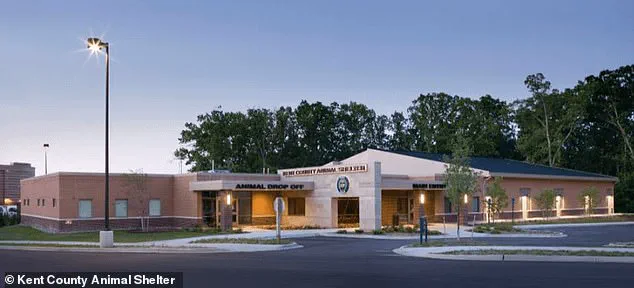 Tech-Driven Reunion: How Innovation Helped Reunite a Lost Puppy with His Owner