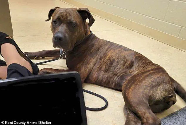 Tech-Driven Reunion: How Innovation Helped Reunite a Lost Puppy with His Owner