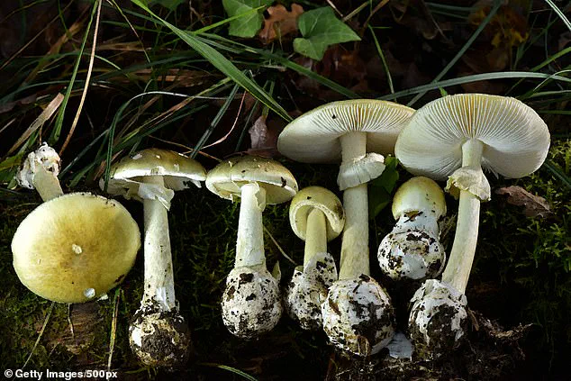 Urgent Public Health Advisories Issued After Surge in Wild Mushroom Poisoning Cases in Northern California