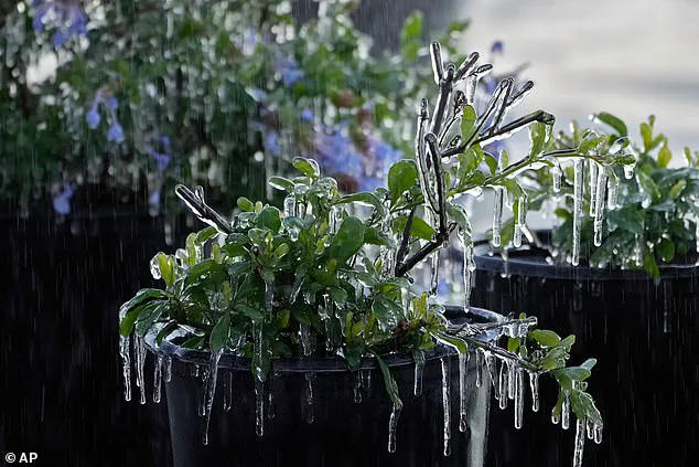 Winter Storm Gianna: A Bomb Cyclone Threatens the Southeast with Plunging Temperatures and Unprecedented Arctic Weather Patterns