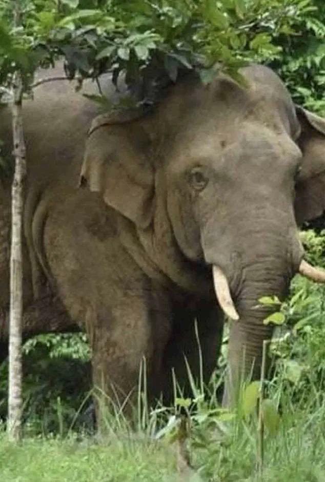 Rogue Elephant Claims Third Life in Khao Yai National Park