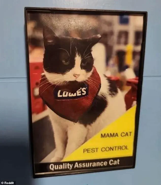 Beloved 'Mama Cat' Removed from Lowe's Store in Alabama, Sparking Community Outcry