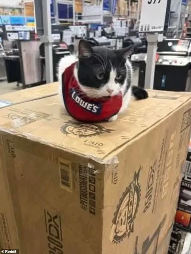Beloved 'Mama Cat' Removed from Lowe's Store in Alabama, Sparking Community Outcry