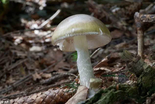 Four Die in California After Consuming Toxic Death Cap Mushrooms as Poisoning Surge Sparks Health Warnings