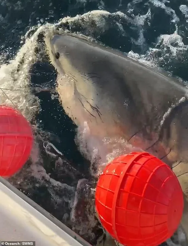 13.8-Foot Great White Shark 'Contender' Spotted Near Cape Fear, Raising Questions About Migration Patterns