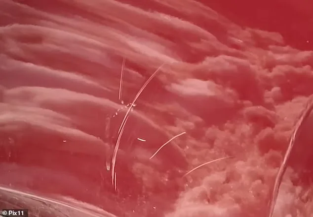 Aggressive Neighborly Sabotage During Blizzard Captures Viral Attention in Queens