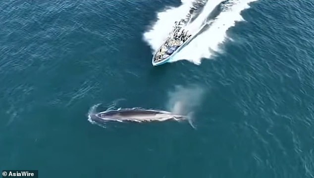 Bryde's Whale Collision Near Weizhou Island Sparks Debate Over Tourism, Fishing, and Conservation