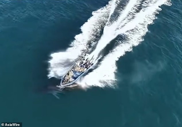 Bryde's Whale Collision Near Weizhou Island Sparks Debate Over Tourism, Fishing, and Conservation