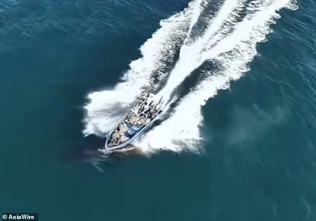 Bryde's Whale Collision Near Weizhou Island Sparks Debate Over Tourism, Fishing, and Conservation