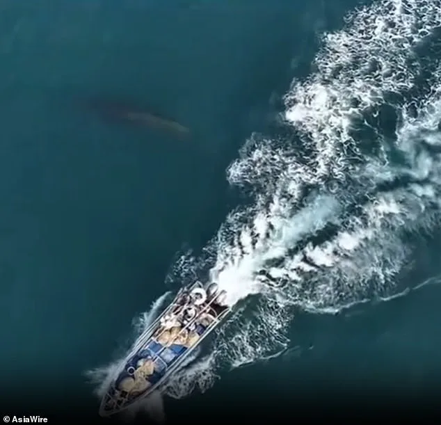 Bryde's Whale Collision Near Weizhou Island Sparks Debate Over Tourism, Fishing, and Conservation