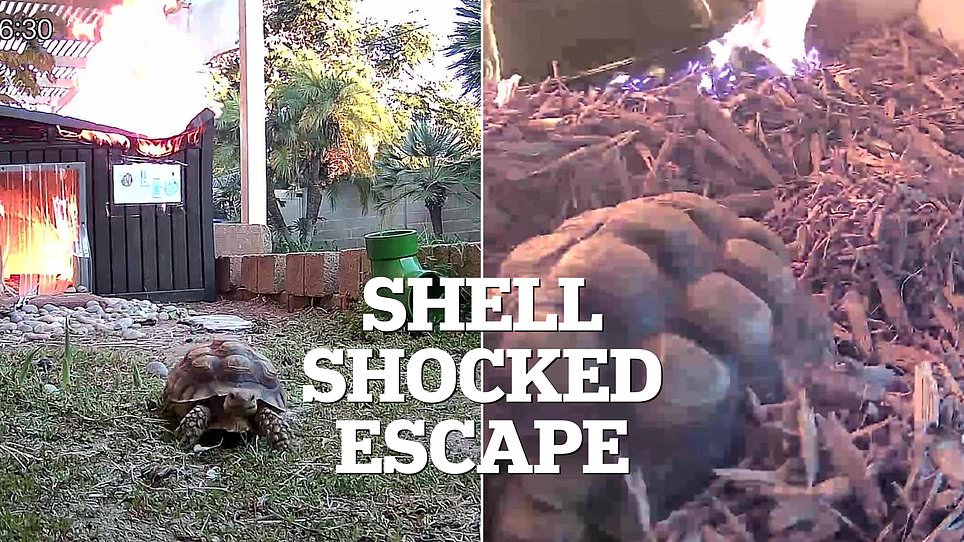 Flaming Lamp Triggers Terrifying Fire Escape for Elderly Tortoise, Sparks Safety Concerns