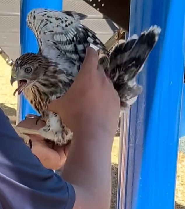 Man Sentenced to 45 Days in Prison for Cruelty Toward Protected Hawk in Shocking Alcohol-Induced Video