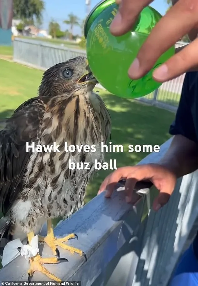Man Sentenced to 45 Days in Prison for Cruelty Toward Protected Hawk in Shocking Alcohol-Induced Video