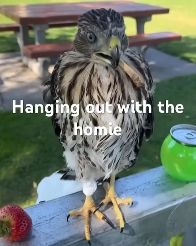 Man Sentenced to 45 Days in Prison for Cruelty Toward Protected Hawk in Shocking Alcohol-Induced Video