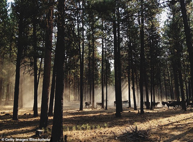 Oregon Faces Historic Showdown Over Hunting and Fishing Rights as Ballot Initiative Nears Deadline