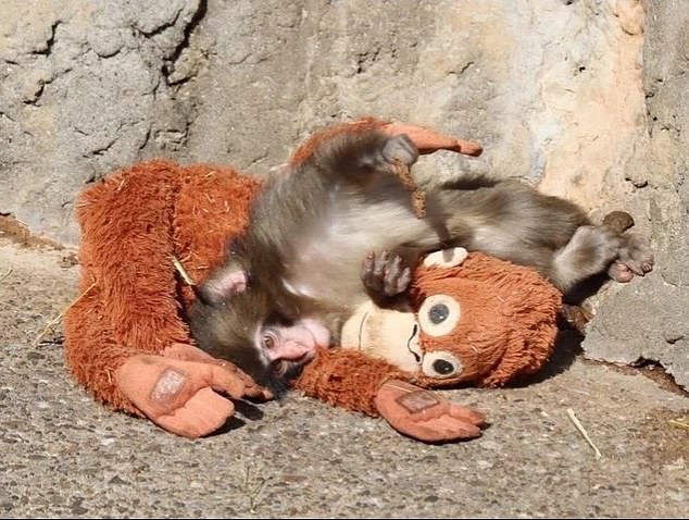 Six-Month-Old Macaque Punch Forms Deep Bond with Plush Orangutan, Capturing Global Attention
