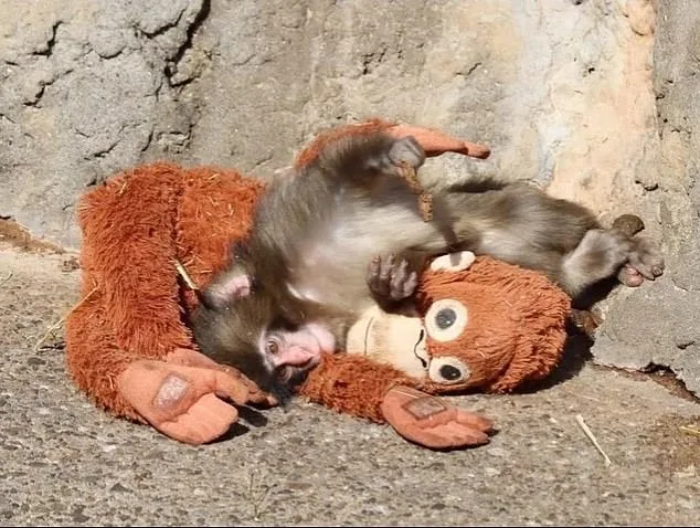 Six-Month-Old Macaque Punch Forms Deep Bond with Plush Orangutan, Capturing Global Attention