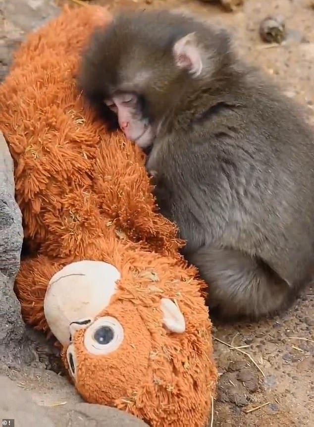 Six-Month-Old Macaque Punch Forms Deep Bond with Plush Orangutan, Capturing Global Attention
