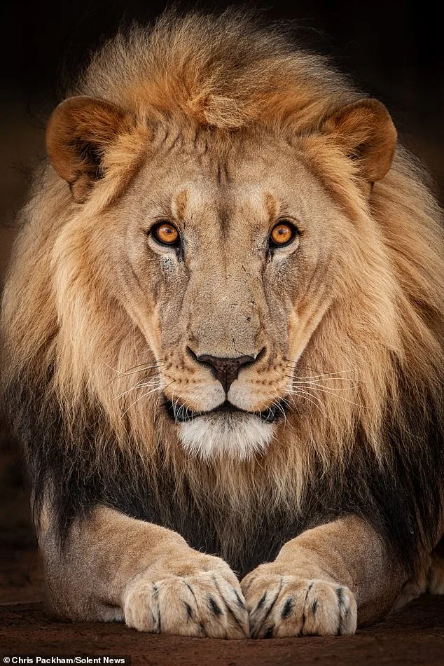 More Beautiful Than You: Chris Packham's Photography Captures Nature's Hidden Poetry