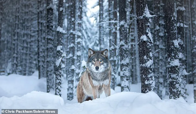 More Beautiful Than You: Chris Packham's Photography Captures Nature's Hidden Poetry