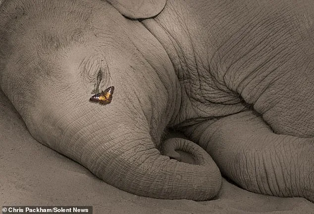 More Beautiful Than You: Chris Packham's Photography Captures Nature's Hidden Poetry