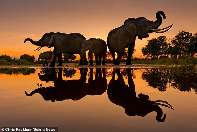 More Beautiful Than You: Chris Packham's Photography Captures Nature's Hidden Poetry