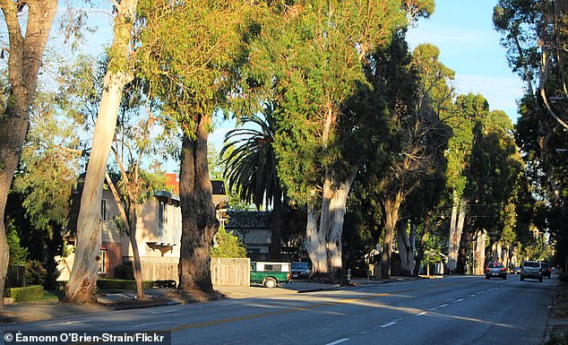 Burlingame's Iconic Eucalyptus Trees Felled for $173M Roadway Project